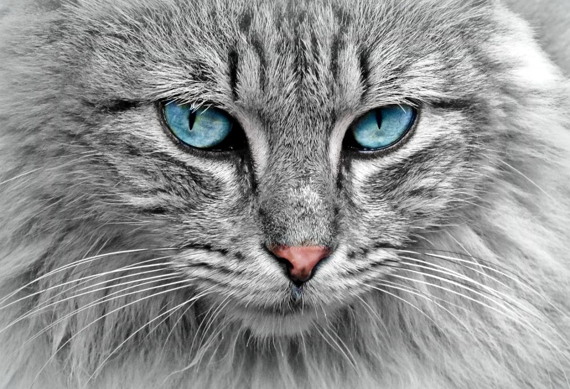 Safe and Effective Flea Control for Your Feline Friend