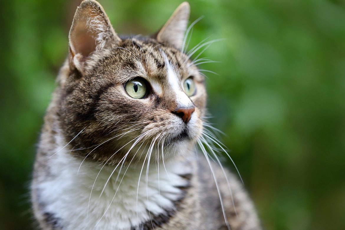 Whisker-Licking Homemade Cat Treats