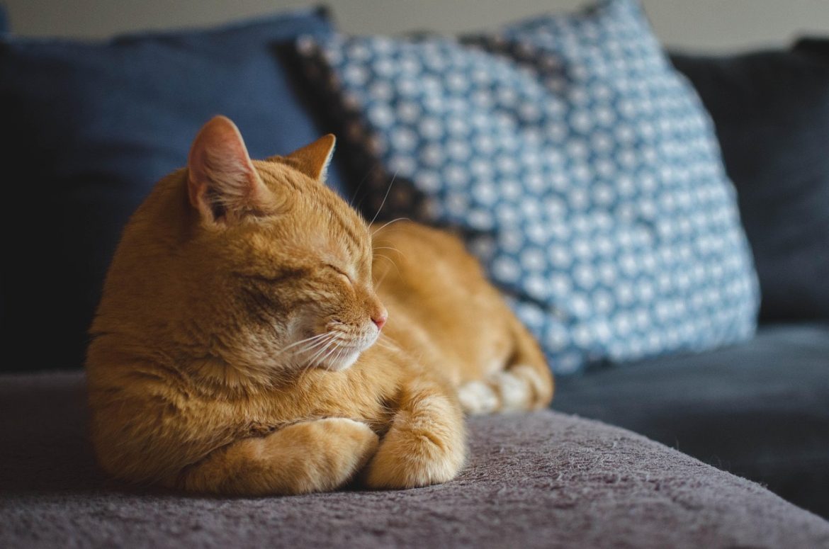 Expert Secrets for Natural Cat Grooming