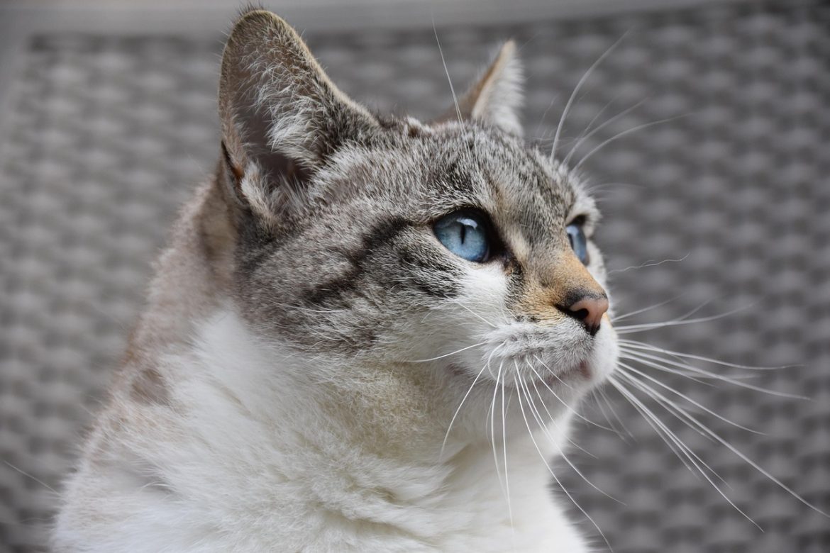 Top Picks: Natural Cat Food Brands that Stand Out