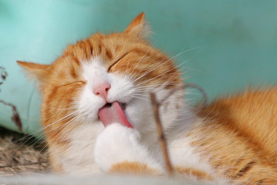 Optimizing Your Feline's Health