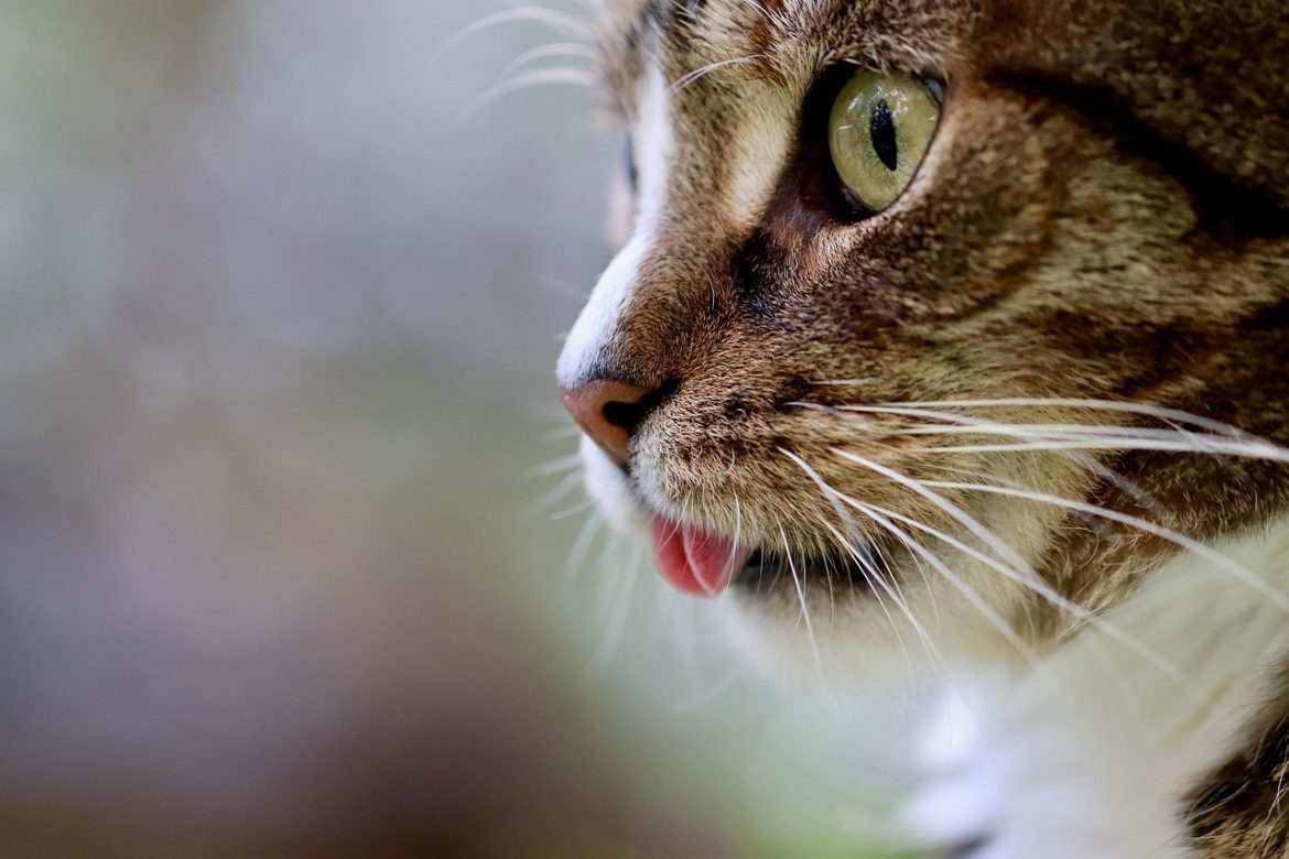 Feline Healing: Harnessing the Power of Nature