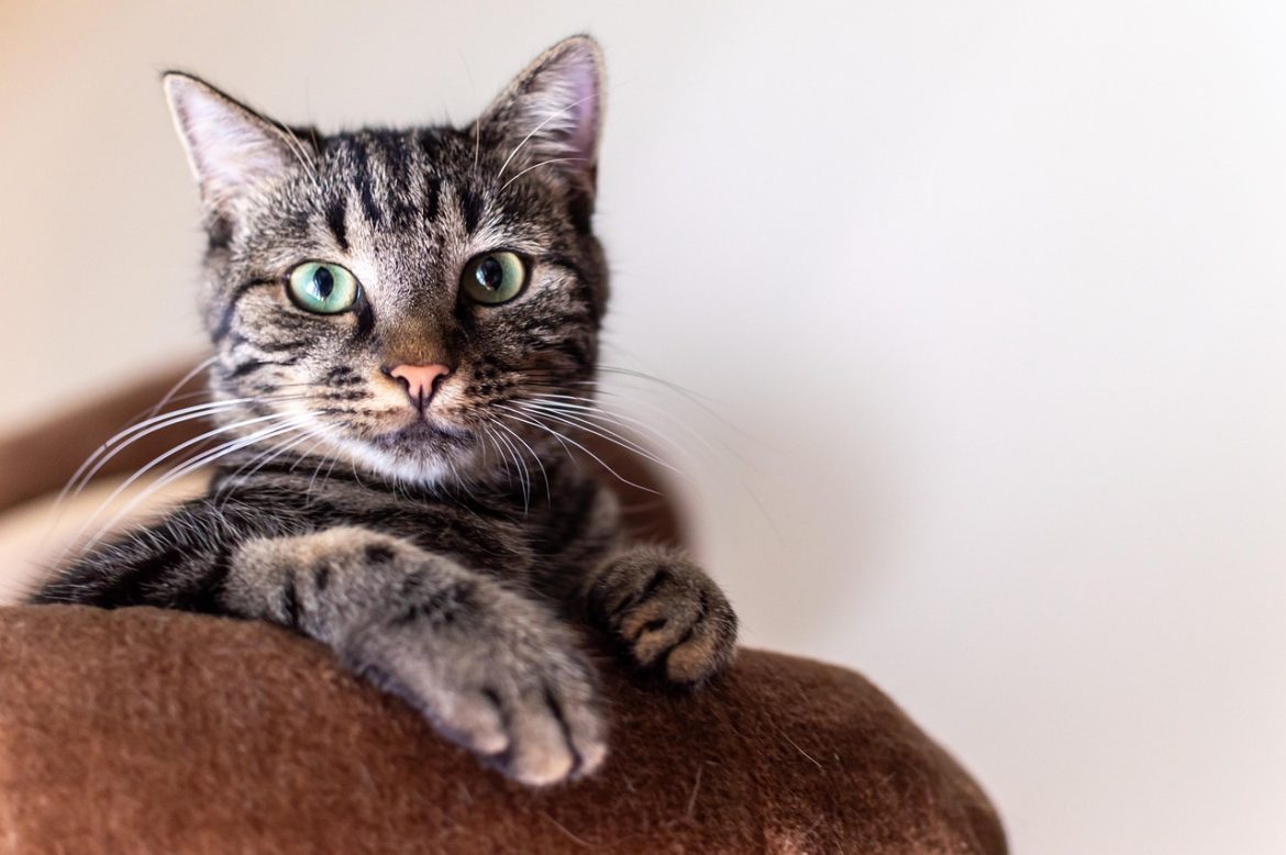 Cat Care: Enhancing Feline Health Naturally
