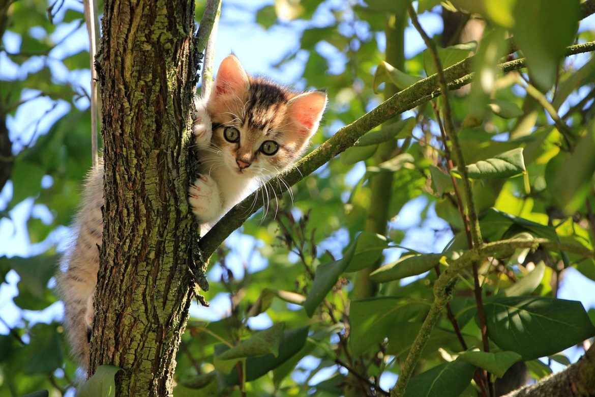 Harmony and Vitality with Natural Cat Health Remedies